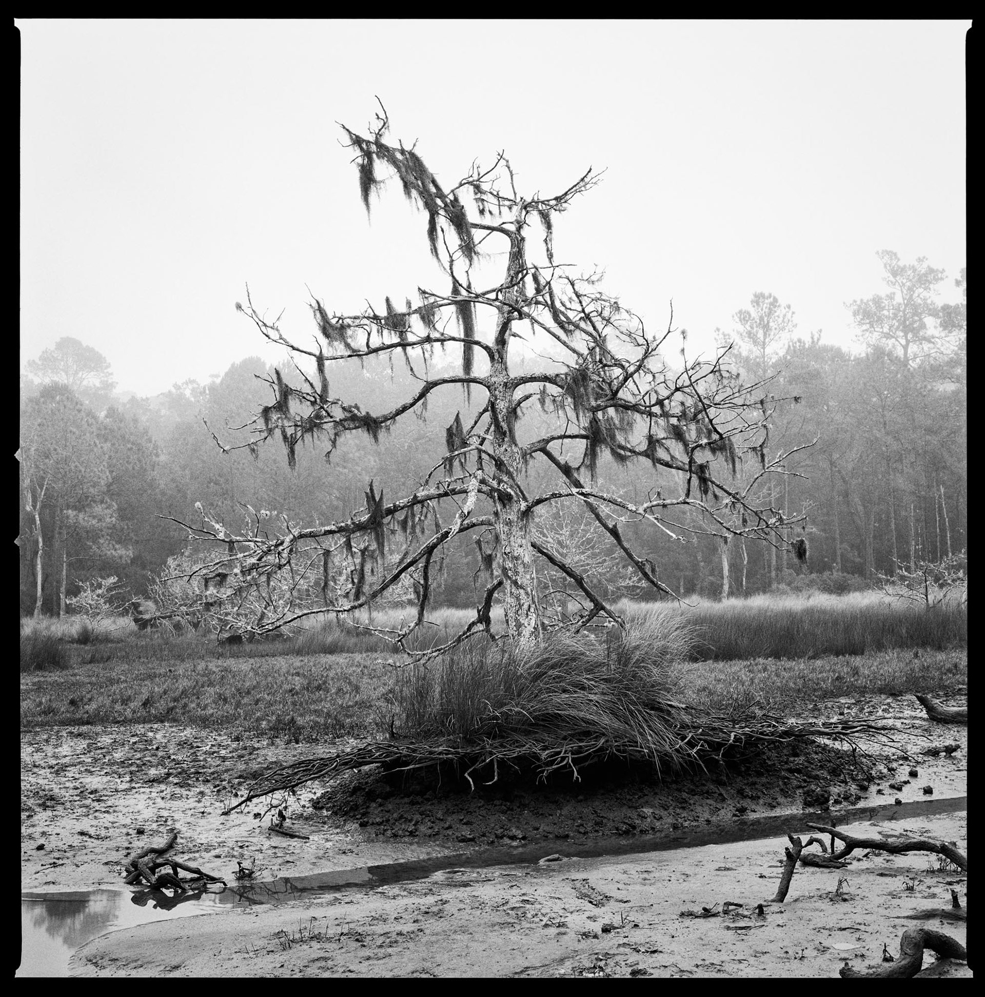 Christa Bowden, Dead Cedar, Killman Field Wetlands, 2016