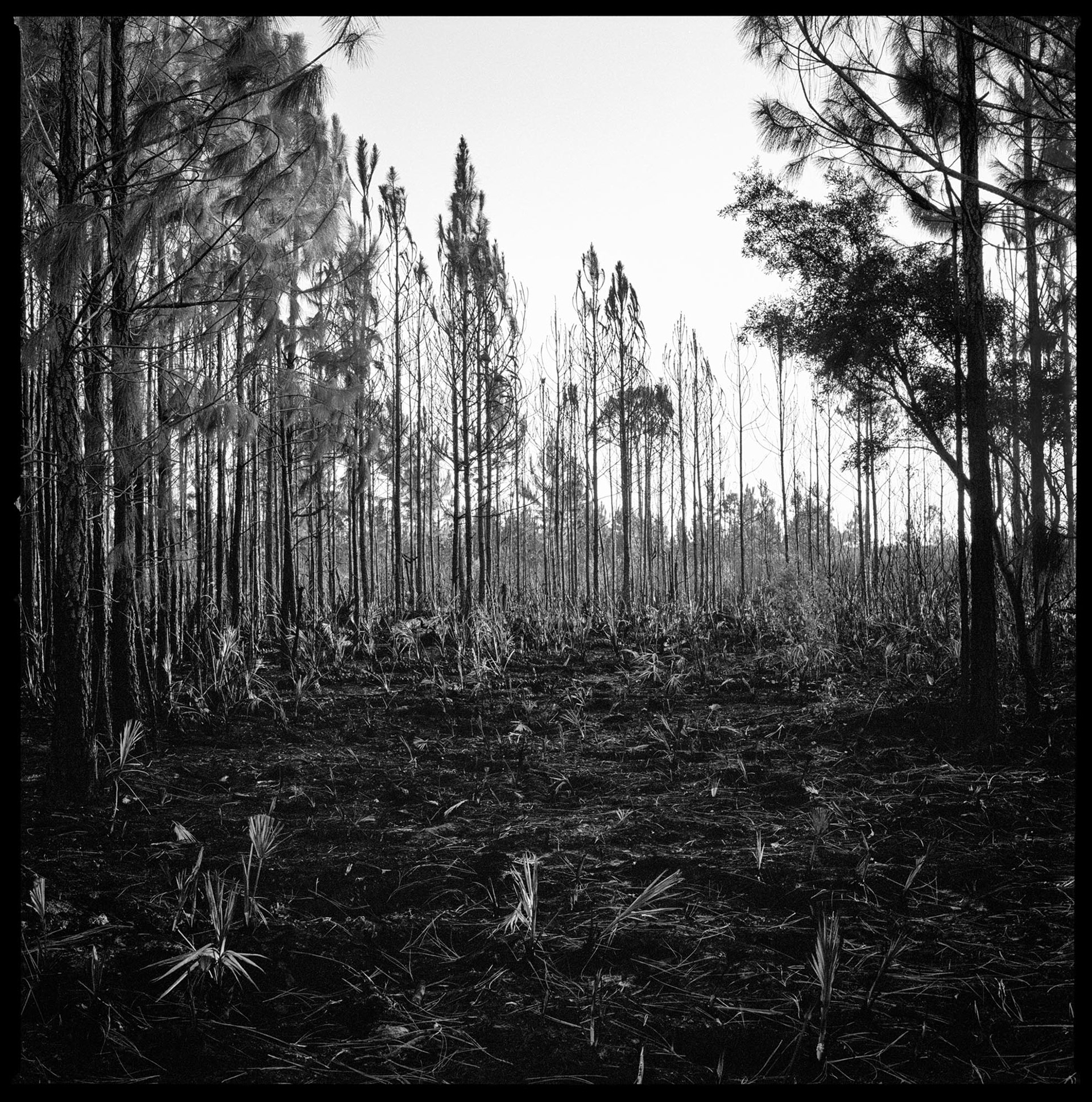 Christa Bowden, Whitney Fire Break, North Cut Road, 2019