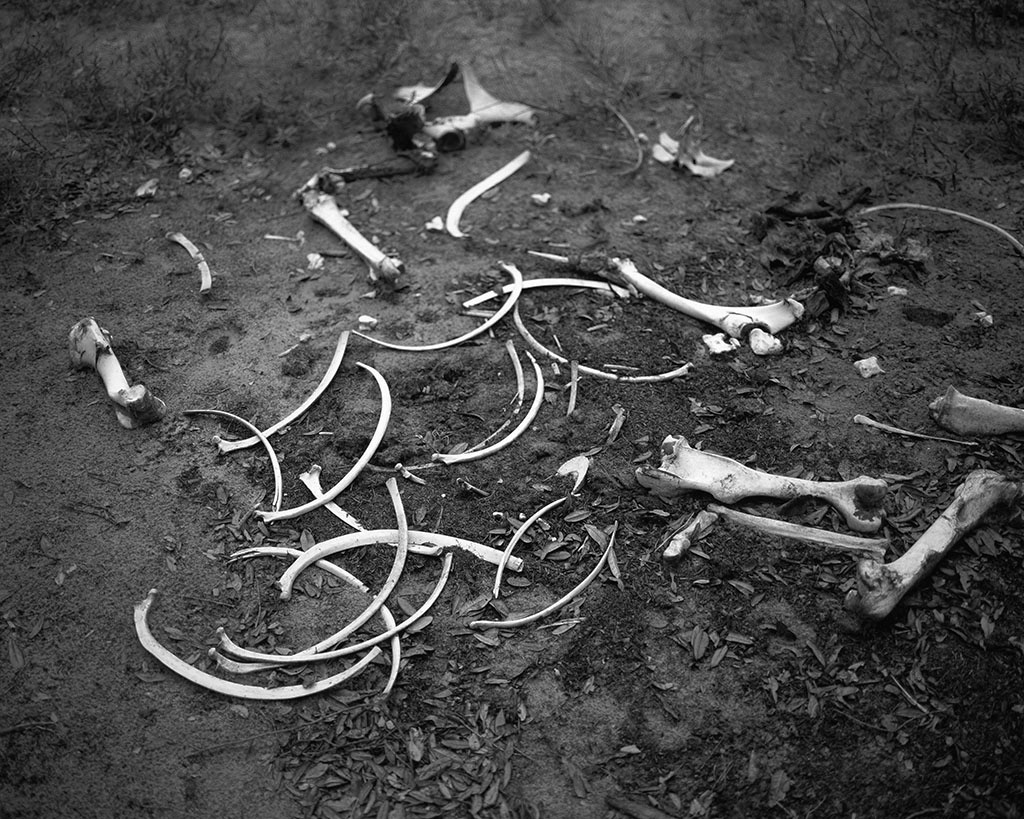Emily J. Gómez, Horse Bones on North End, 2017