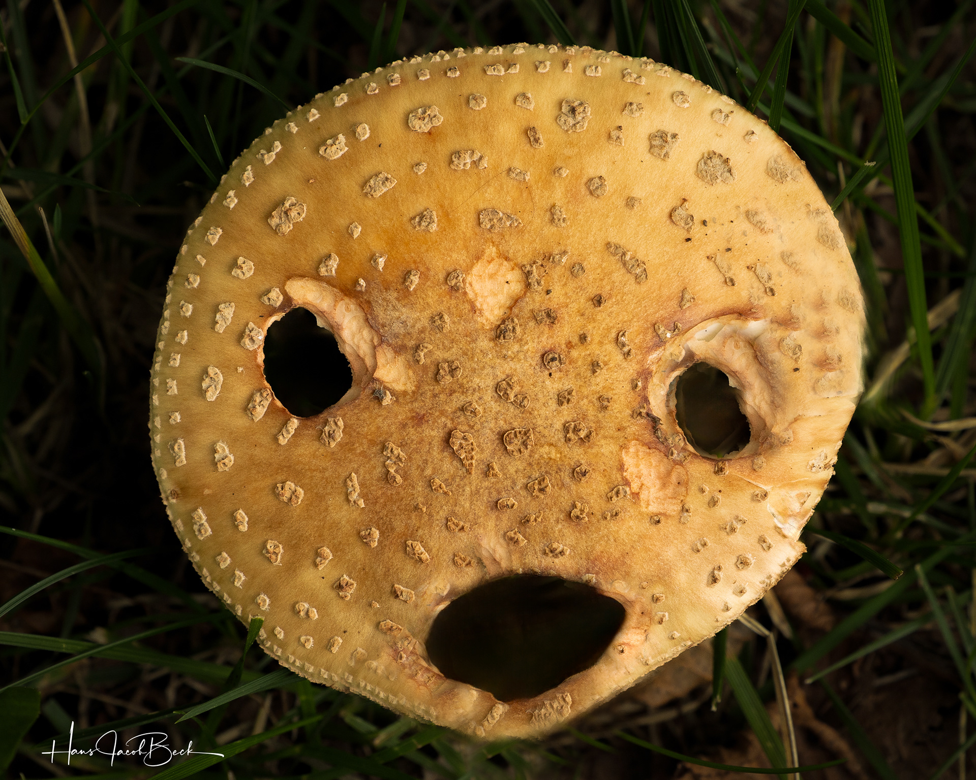 Måpende sopp - naturens egen fotomodell