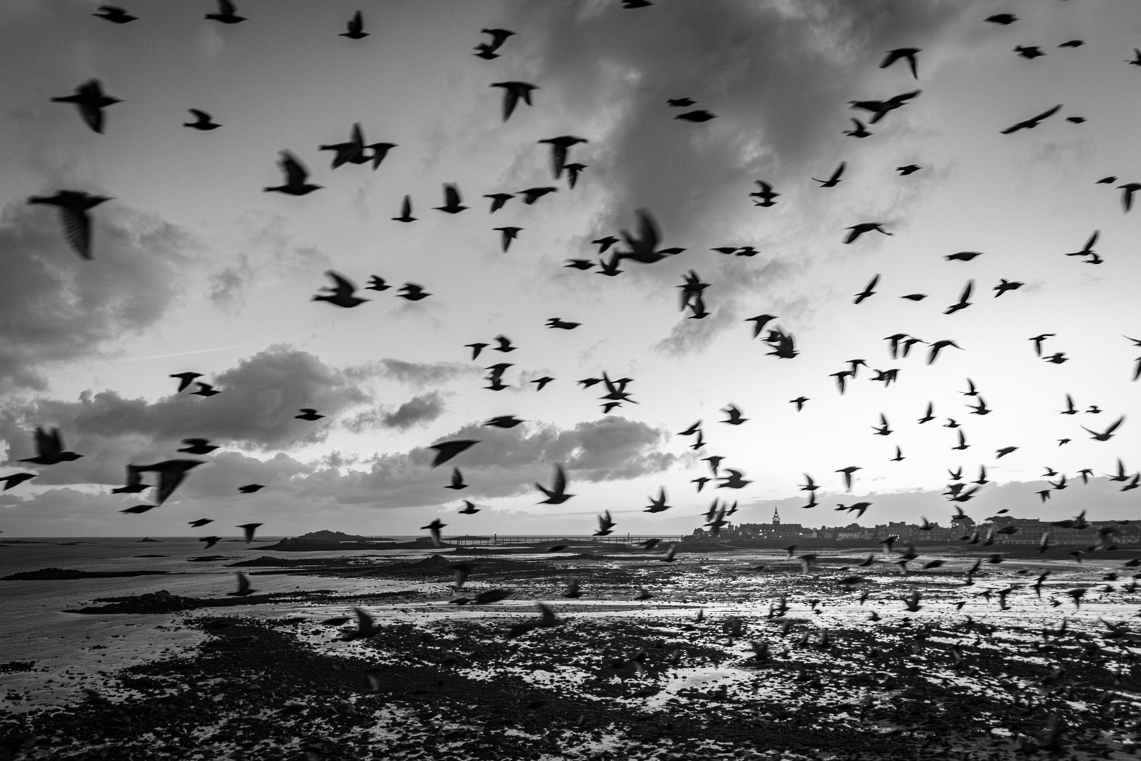 Les oiseaux