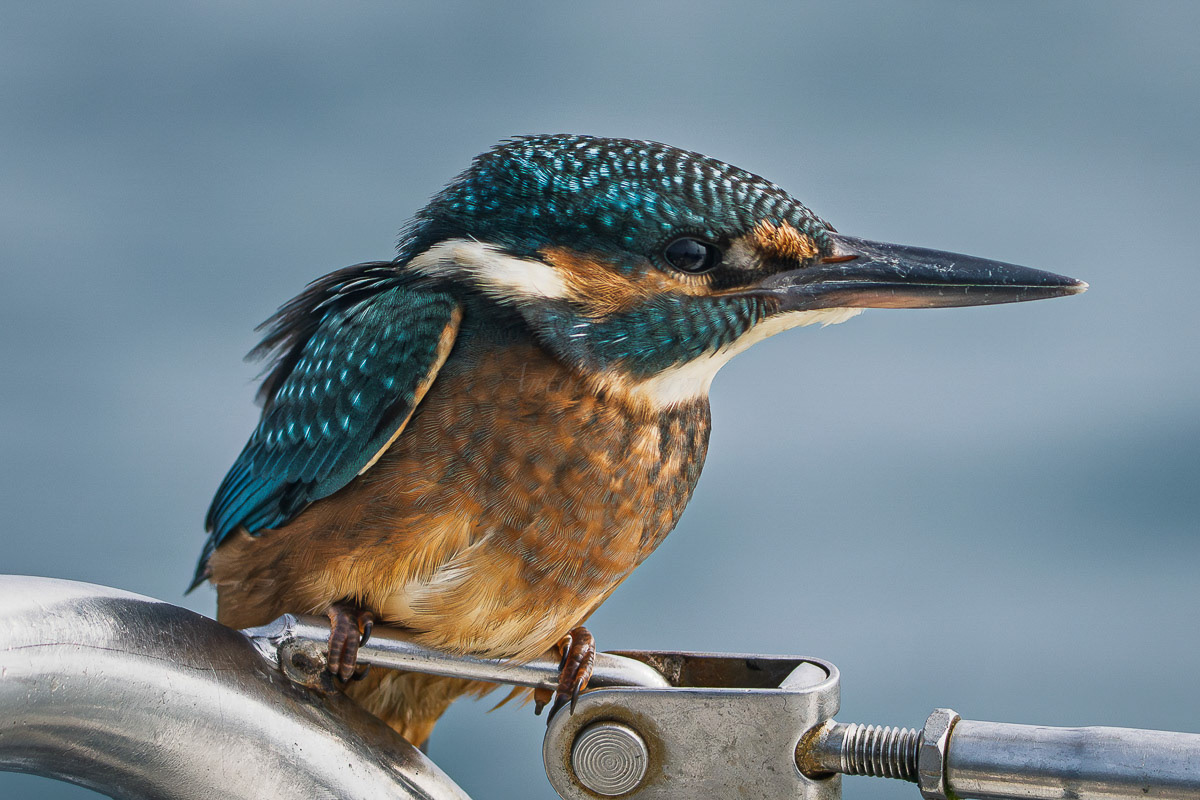 Rencontre Martin pécheur