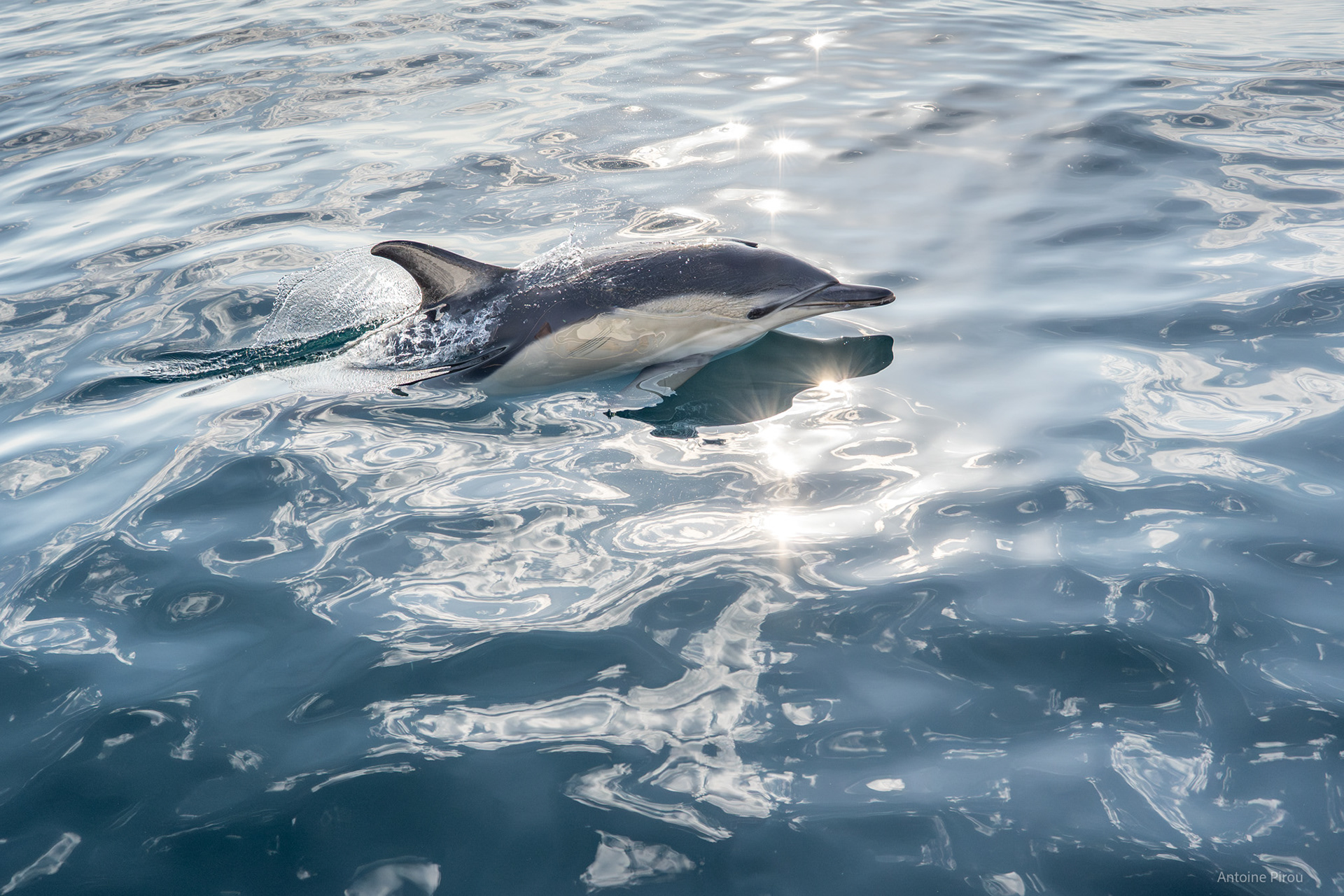 Dauphins Ouessant