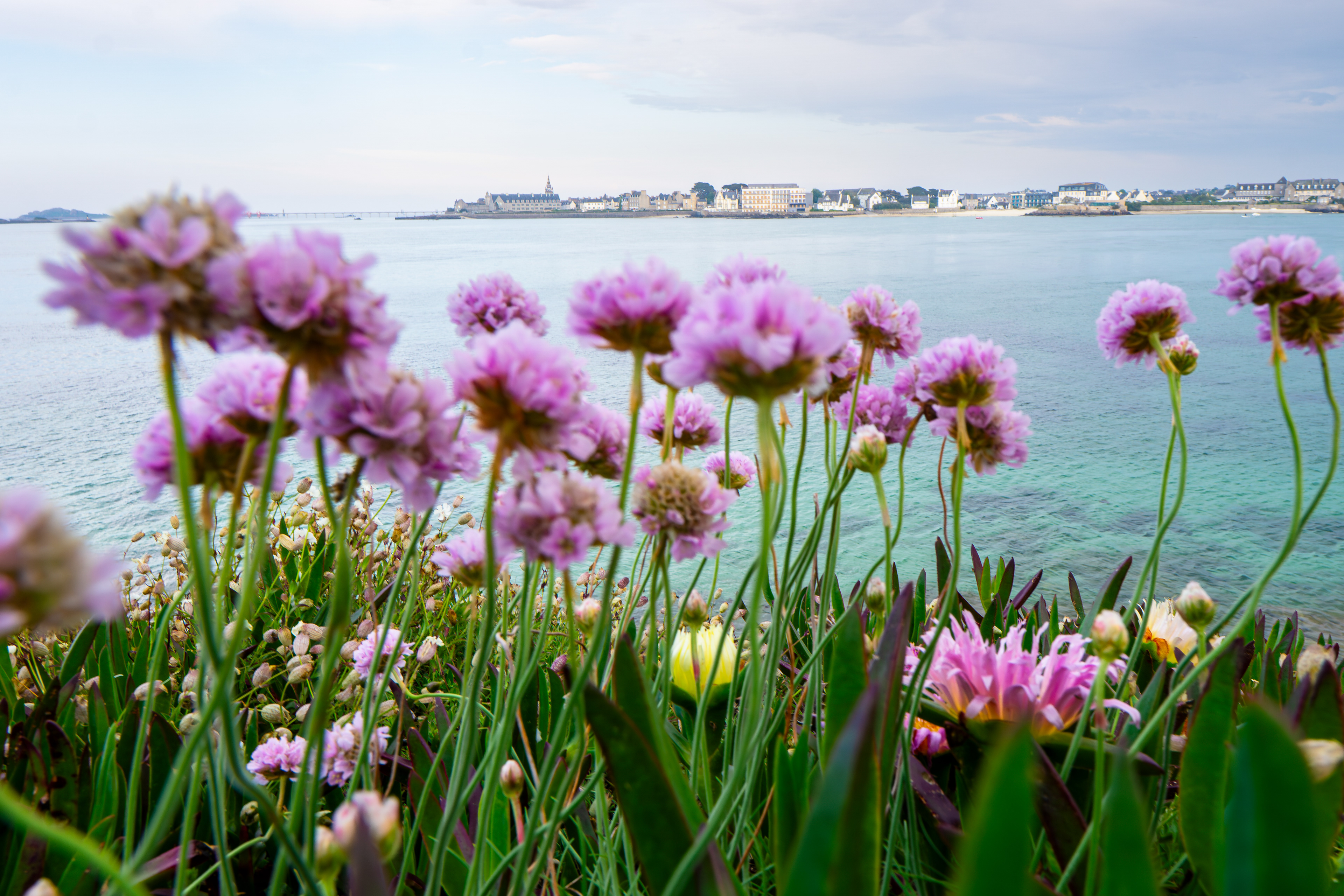 Roscoff Arméries