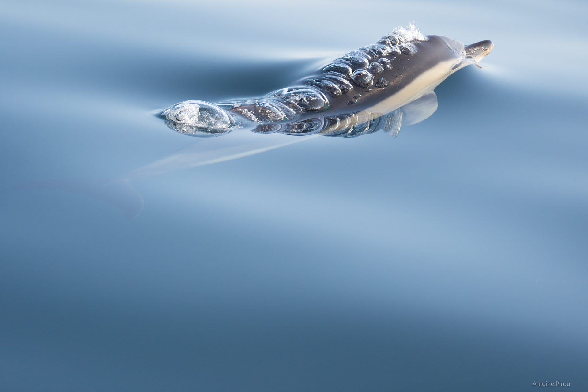Bulles de dauphins