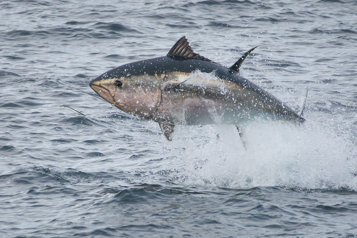 Thon Breton en chasse