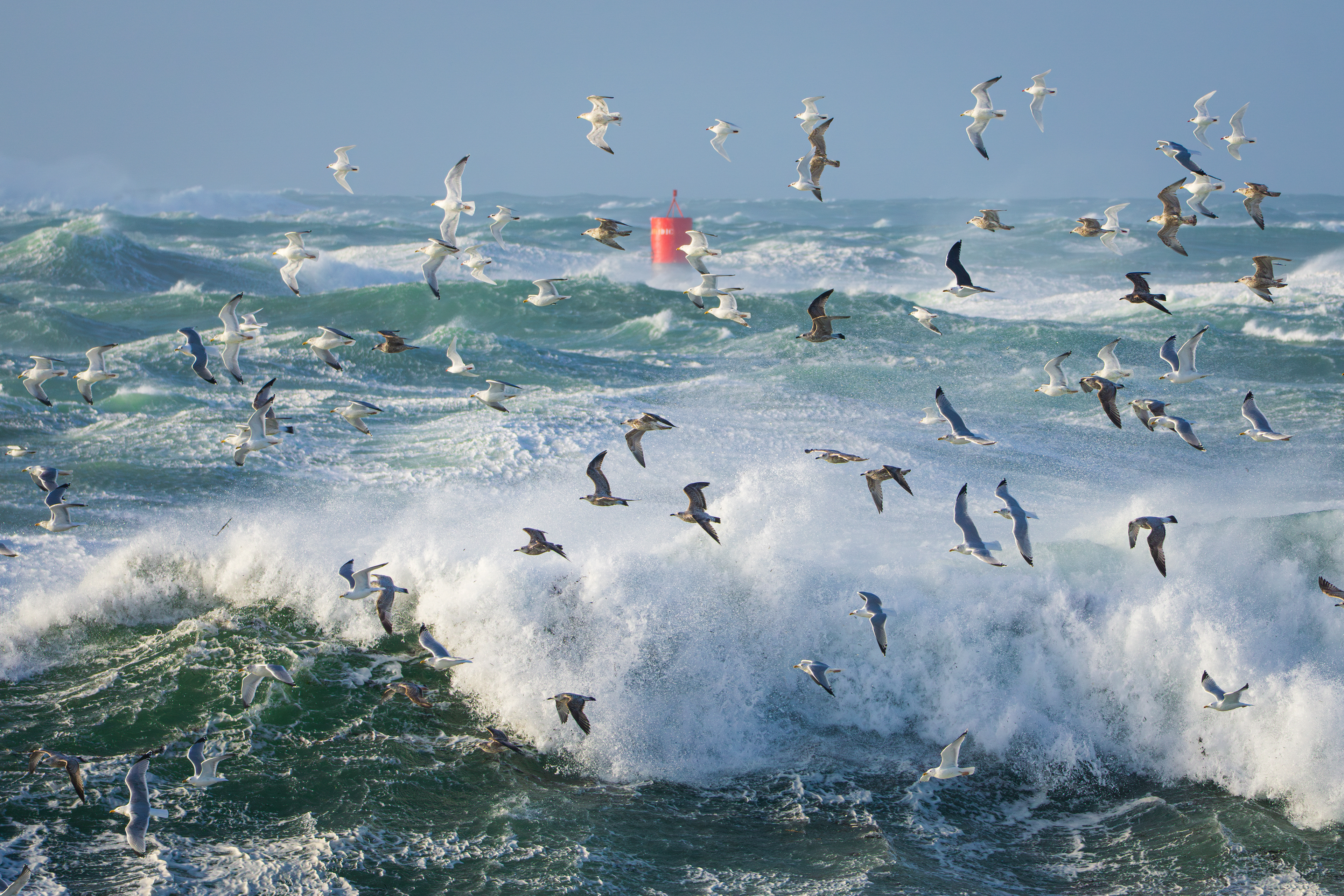 Tempête et Goélands