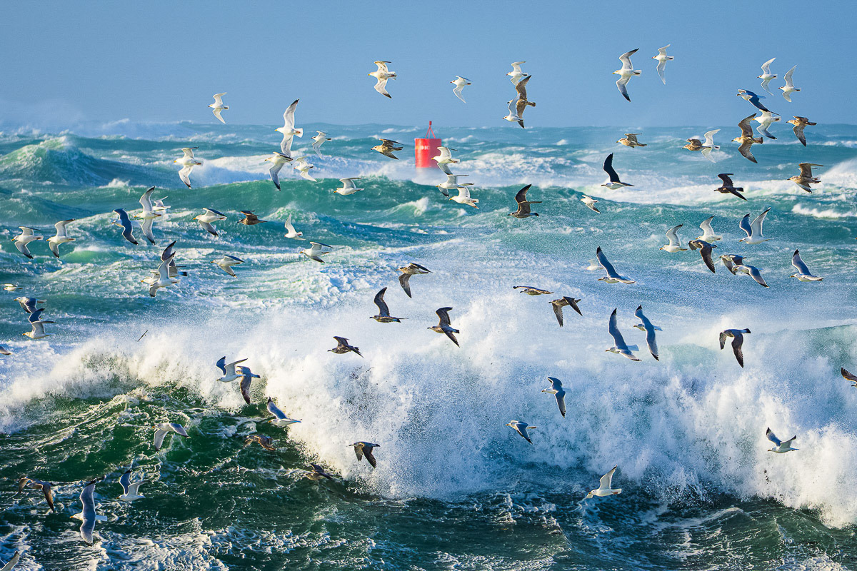 Tempêtes et goélands