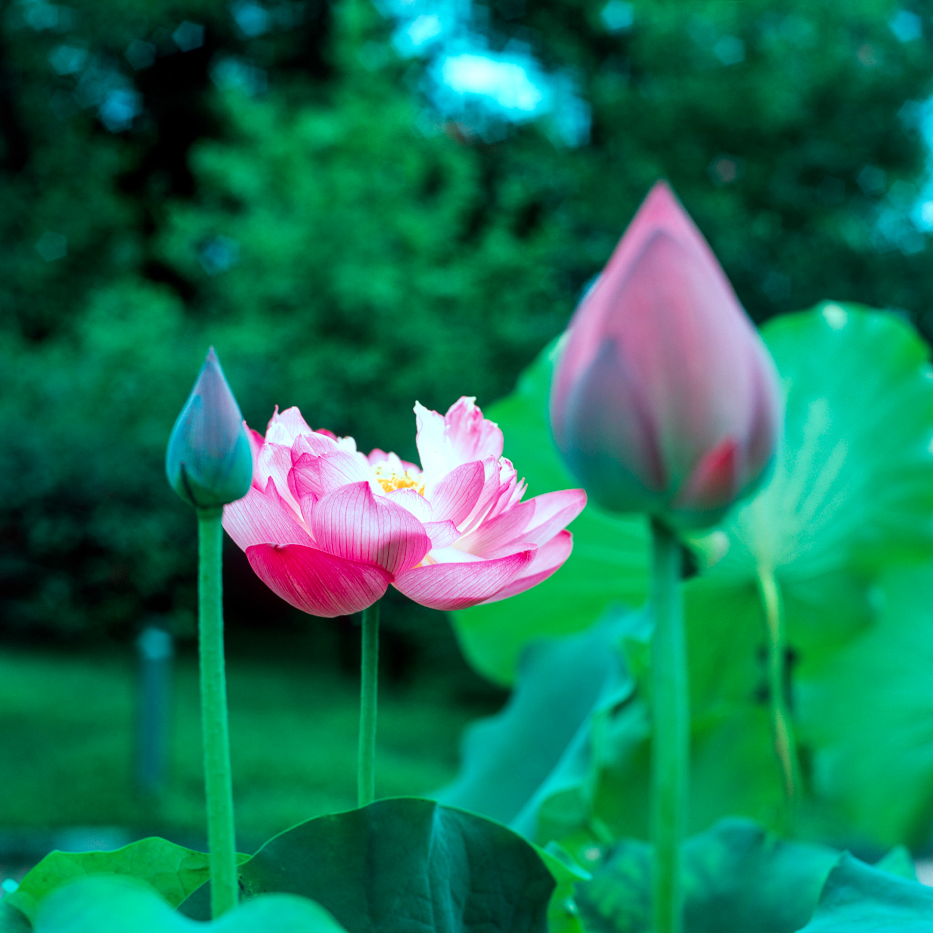 Rollei SL 66 SE, Velvia 100