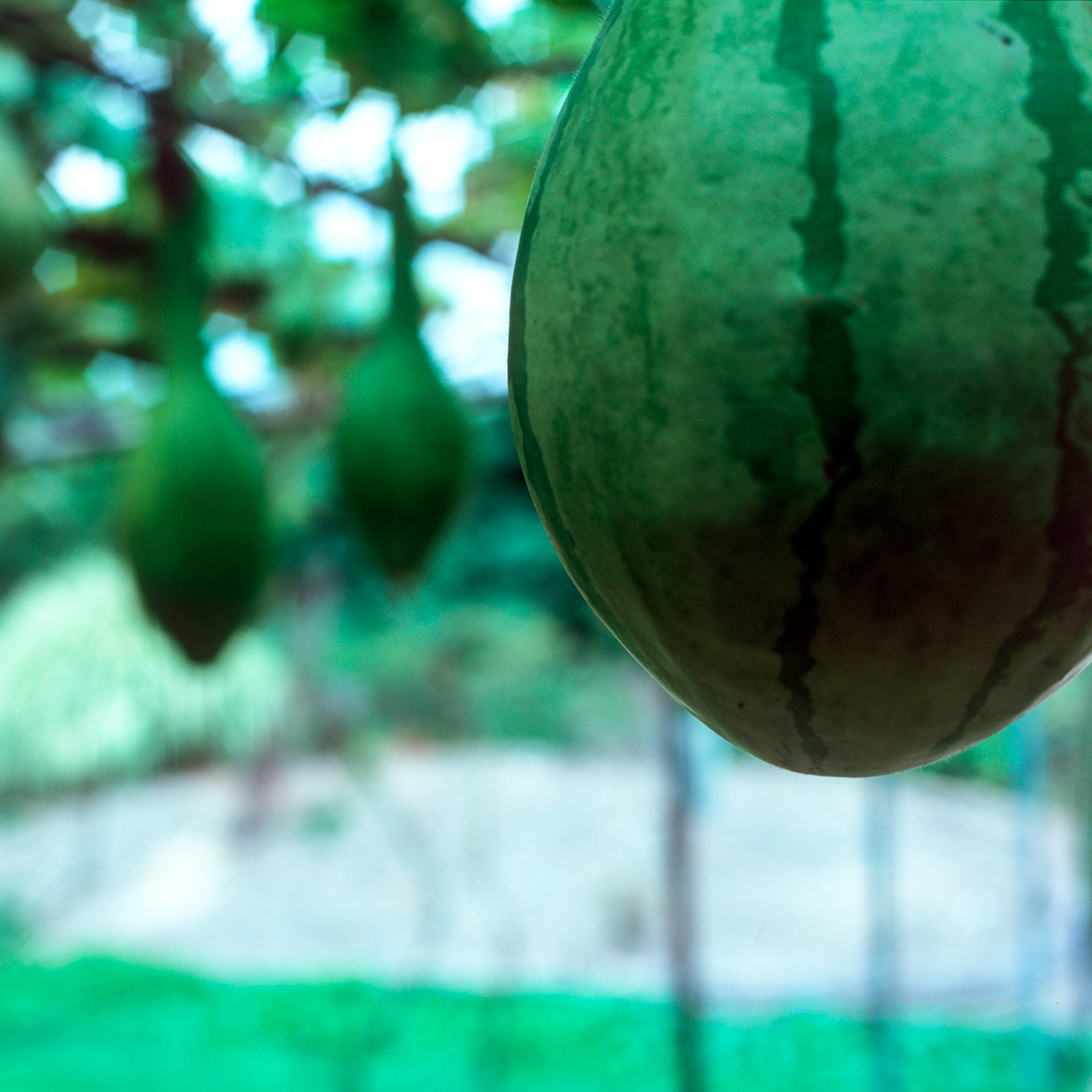 Rollei SL 66 SE, Velvia 100