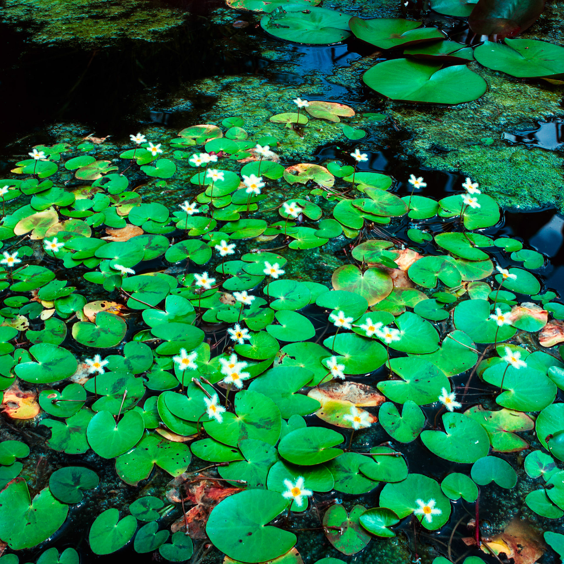 Rollei SL 66 SE, Velvia 100, Tilt -8