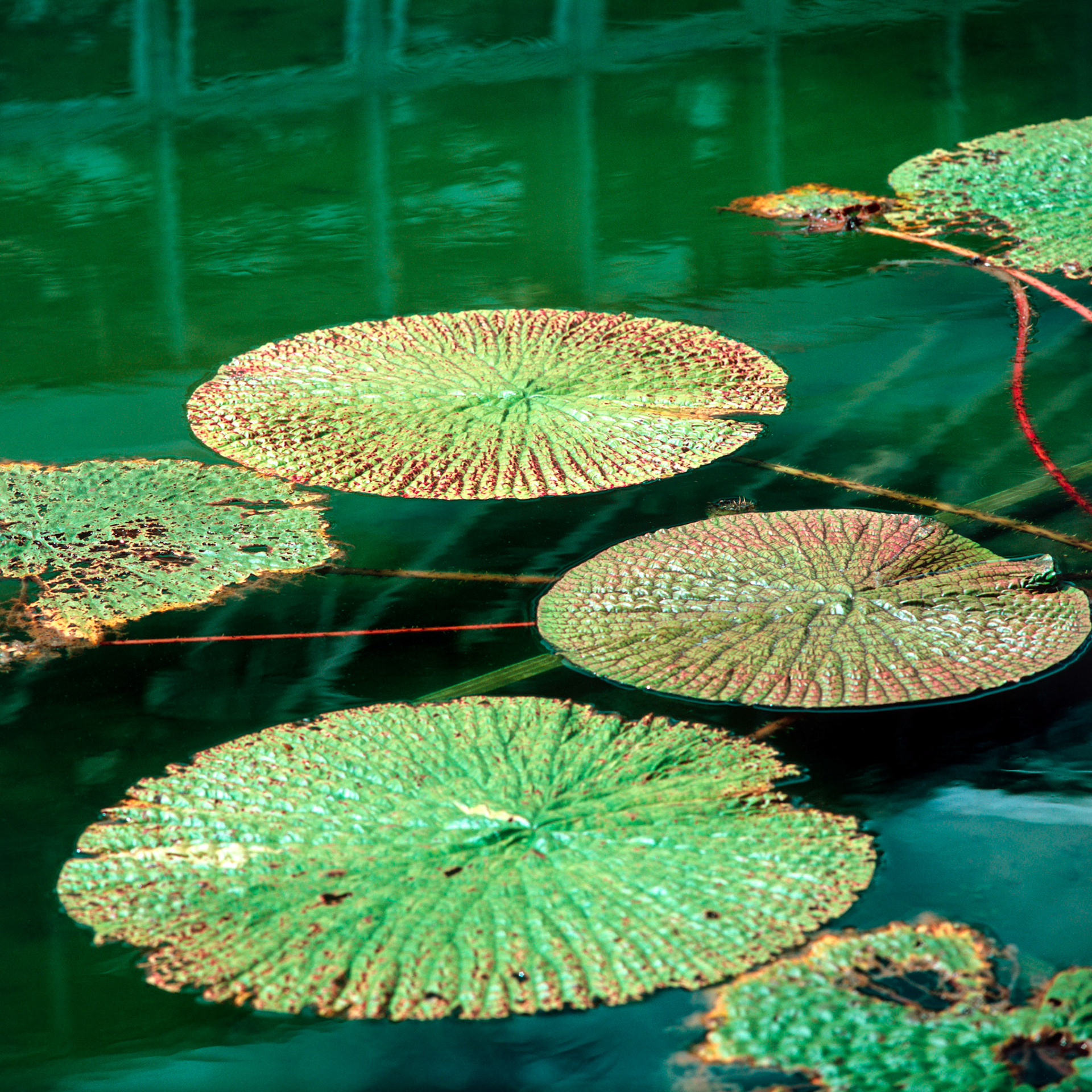 Rollei SL 66 SE, Velvia 100