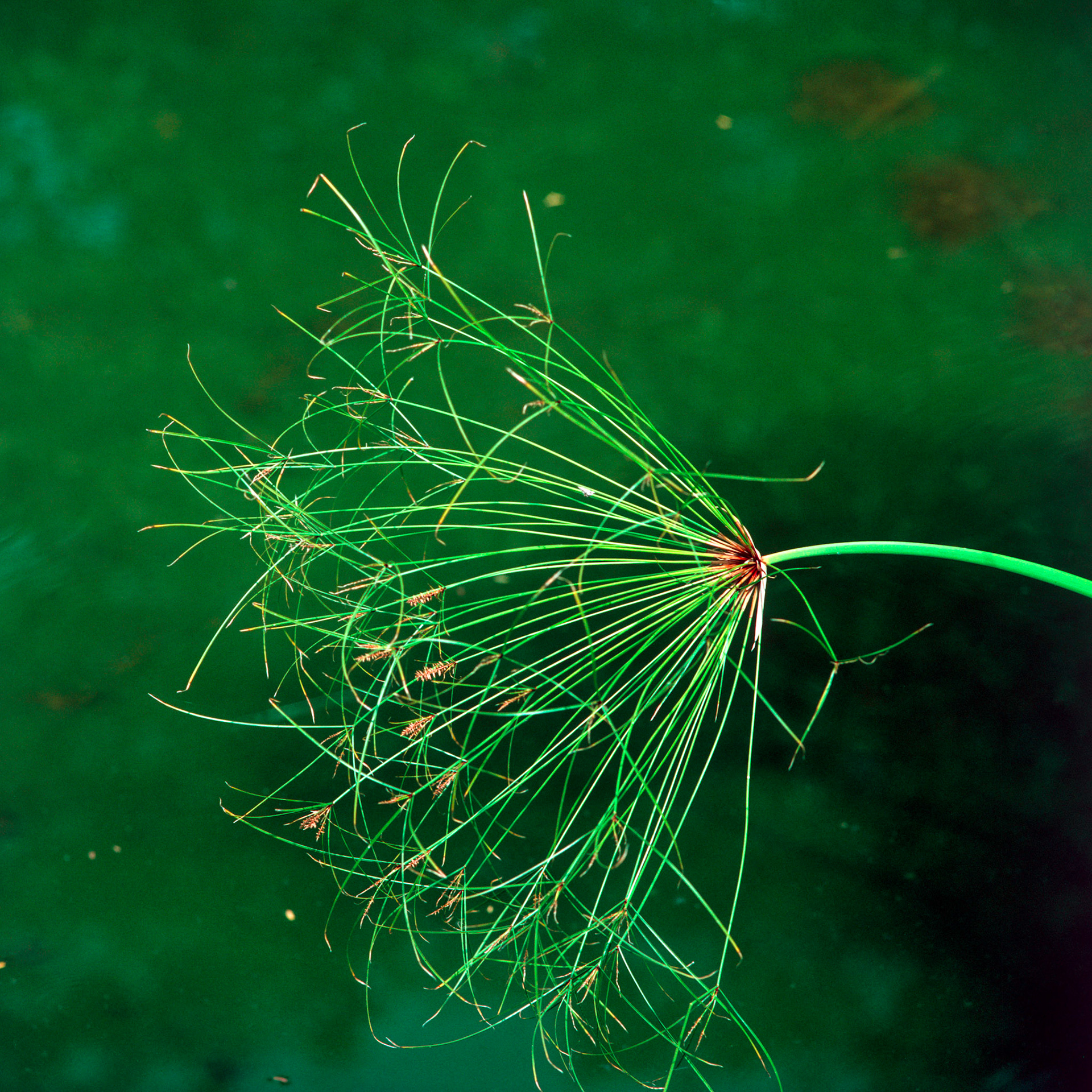 Rollei SL 66 SE, Velvia 100