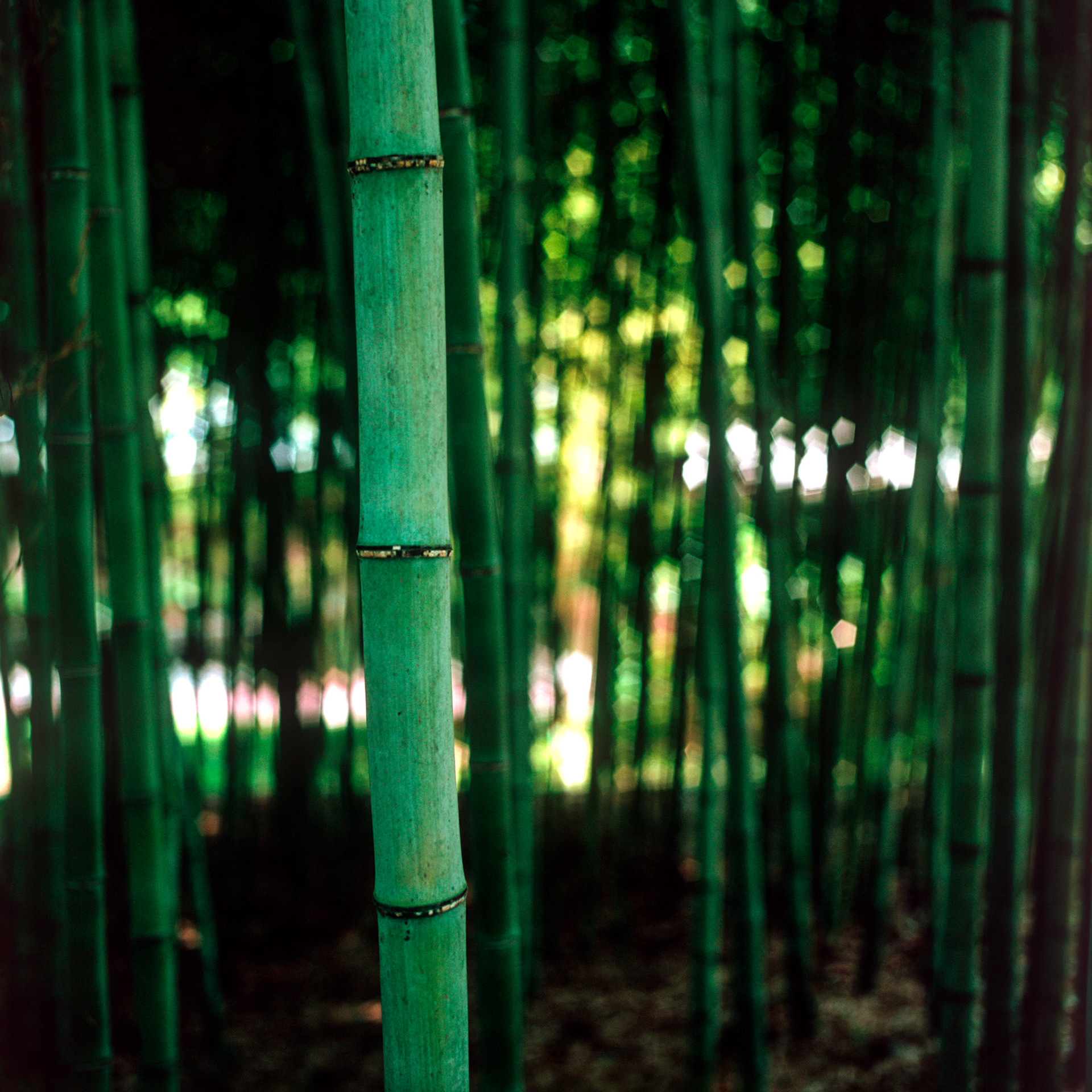 Rollei SL 66 SE, Velvia 100