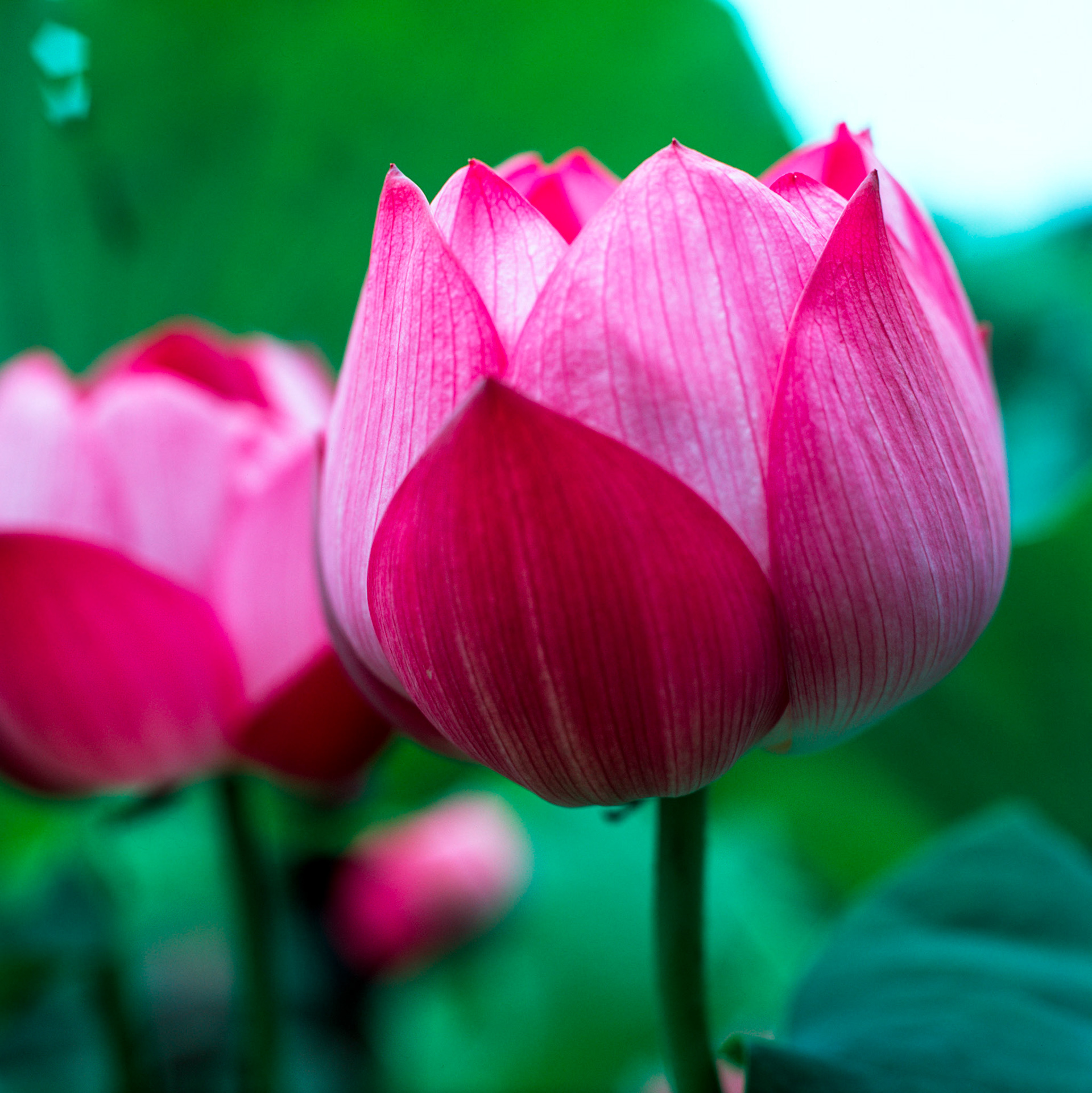 Rollei SL 66 SE, Velvia 100