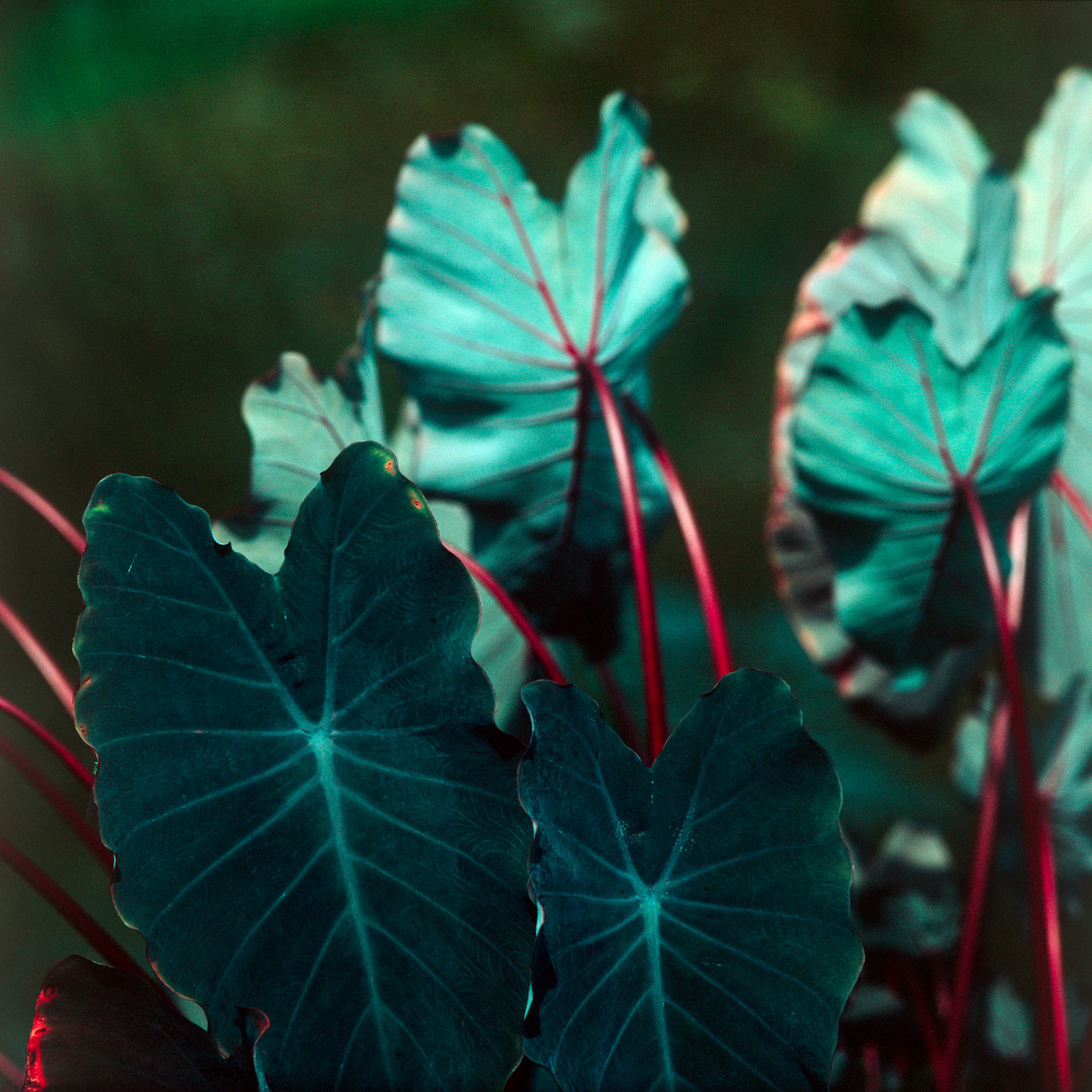 Rollei SL 66 SE, Velvia 100