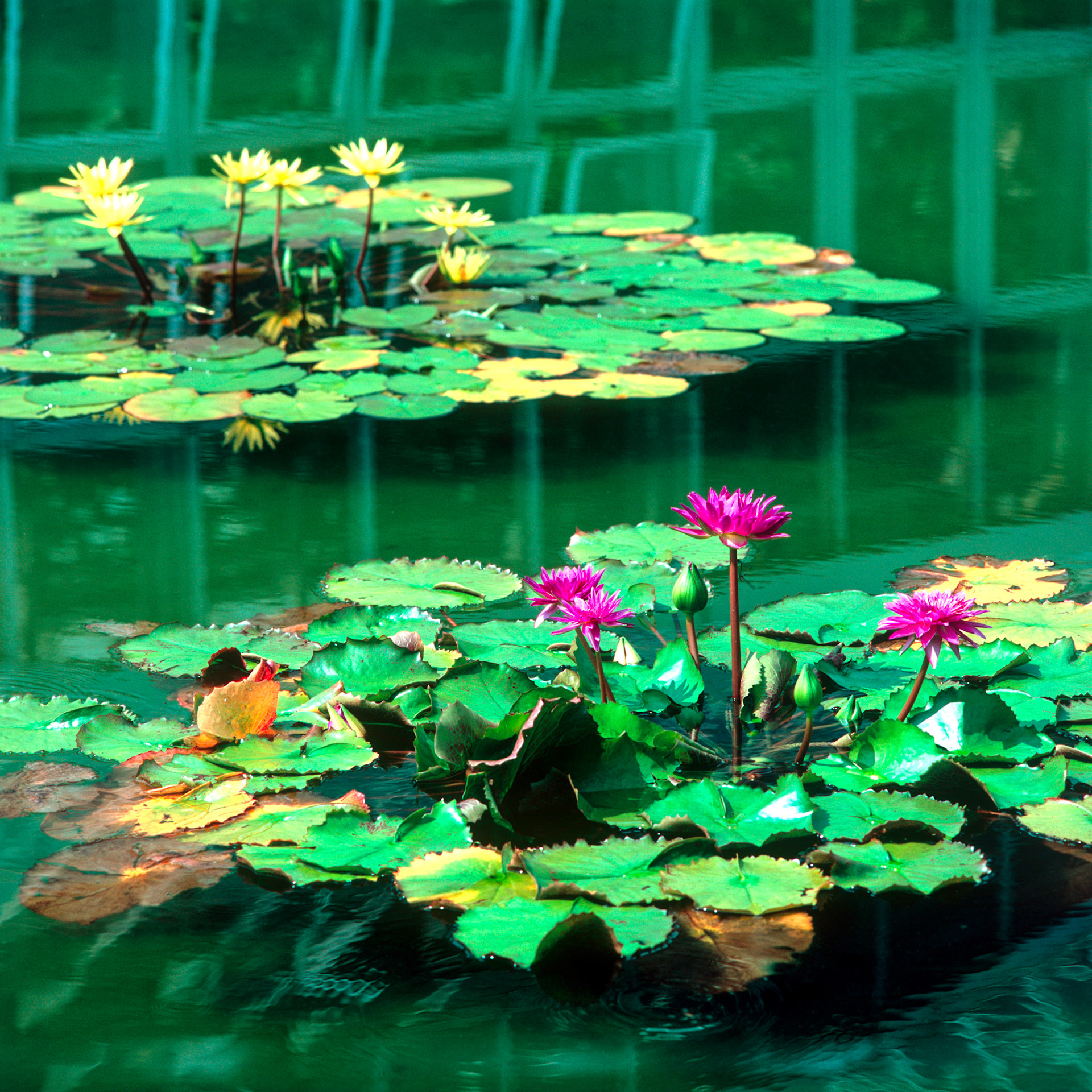 Rollei SL 66 SE, Velvia 100