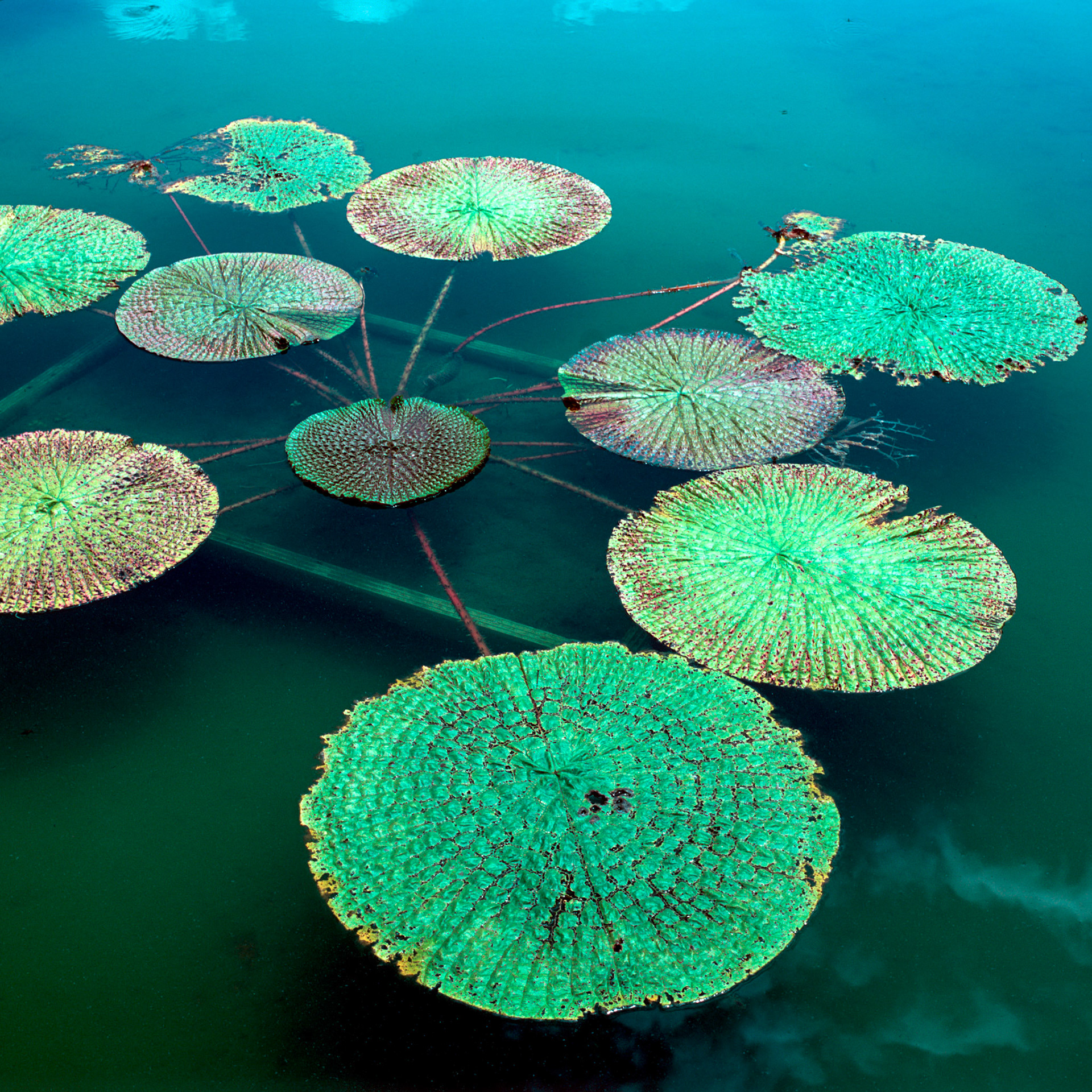 Rollei SL 66 SE, Velvia 100, Tilt -4