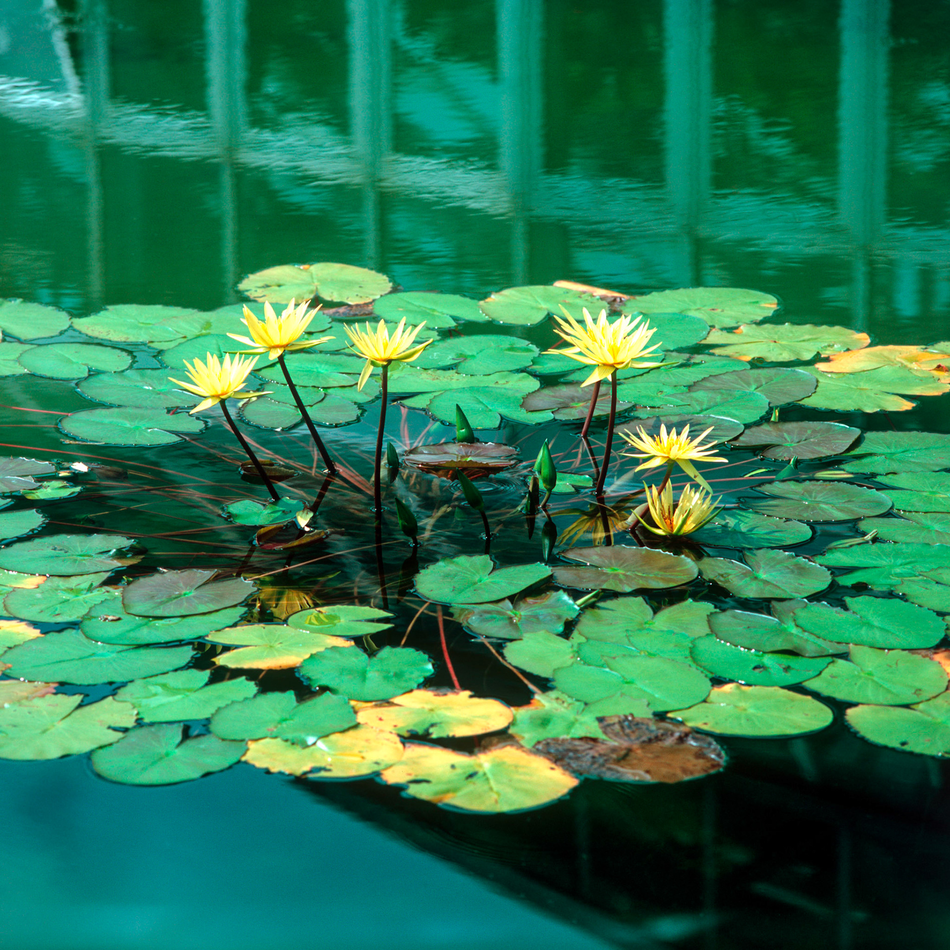 Rollei SL 66 SE, Velvia 100