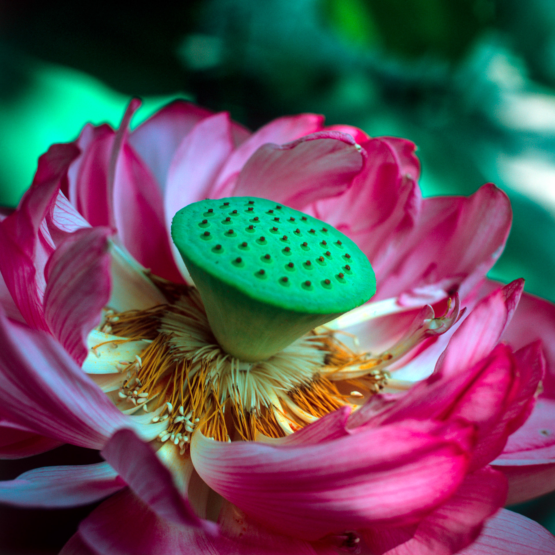 Rollei SL 66 SE, Velvia 100, Tilt -7