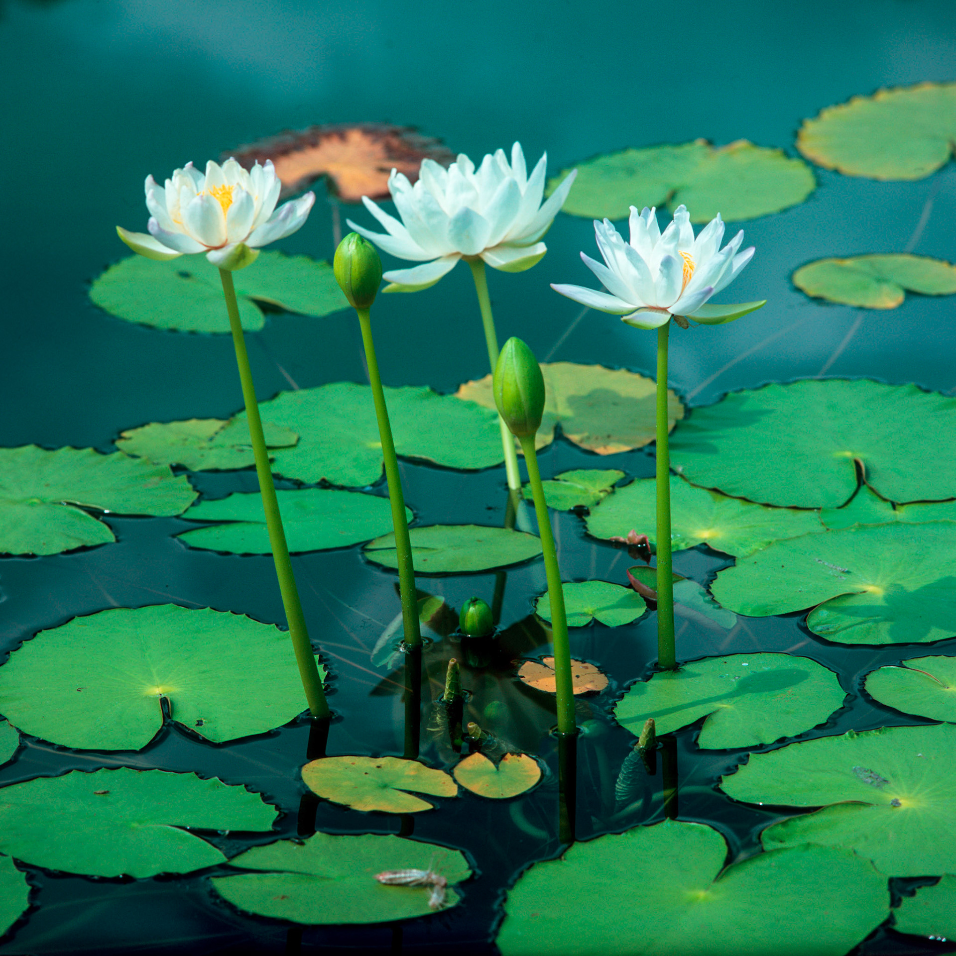 Rollei SL 66 SE, Velvia 100