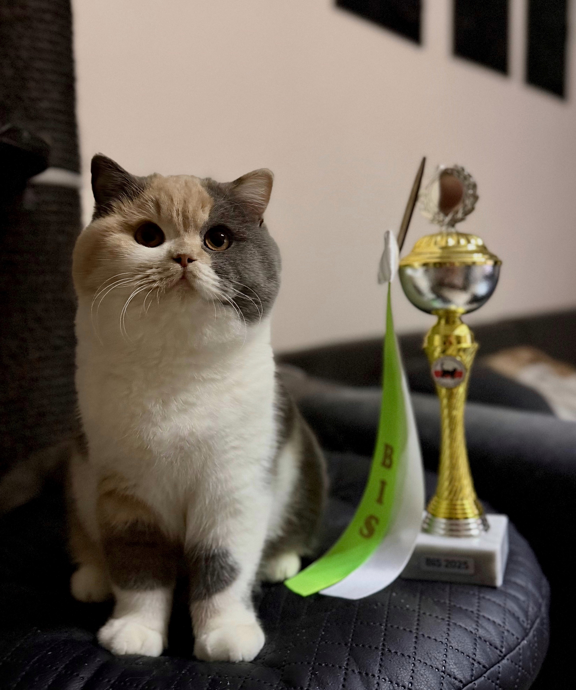 KCH Aloha Furry Dynastia, CZ