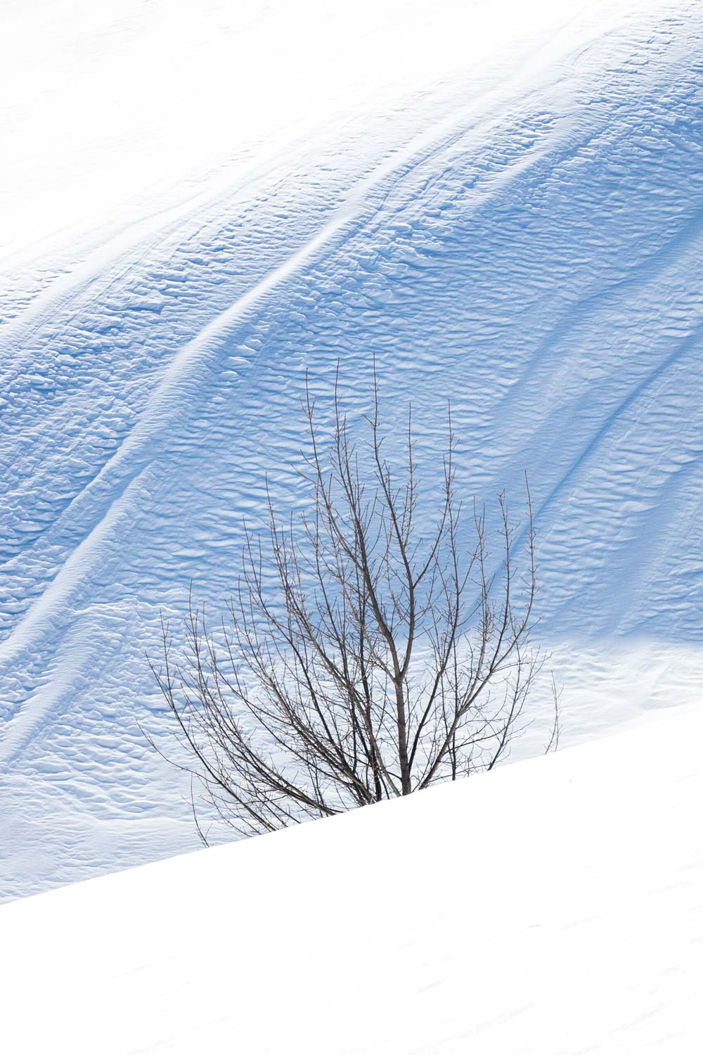 Neige