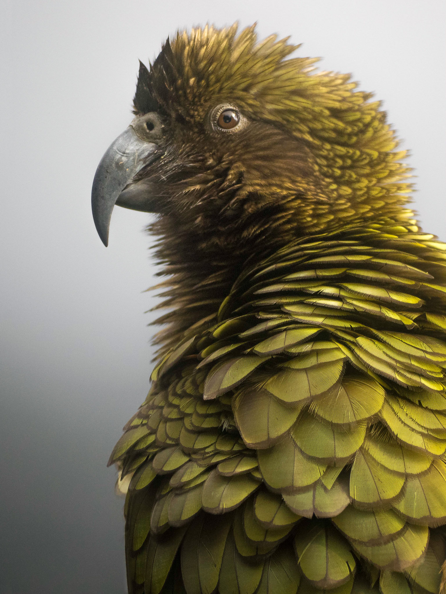 Kea, perroquet sauvage de Nouvelle Zélande