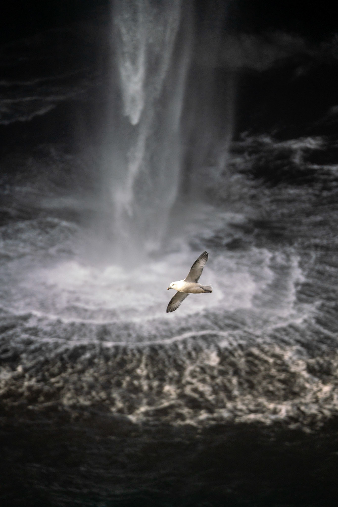Pétrel Fulmar en Islande