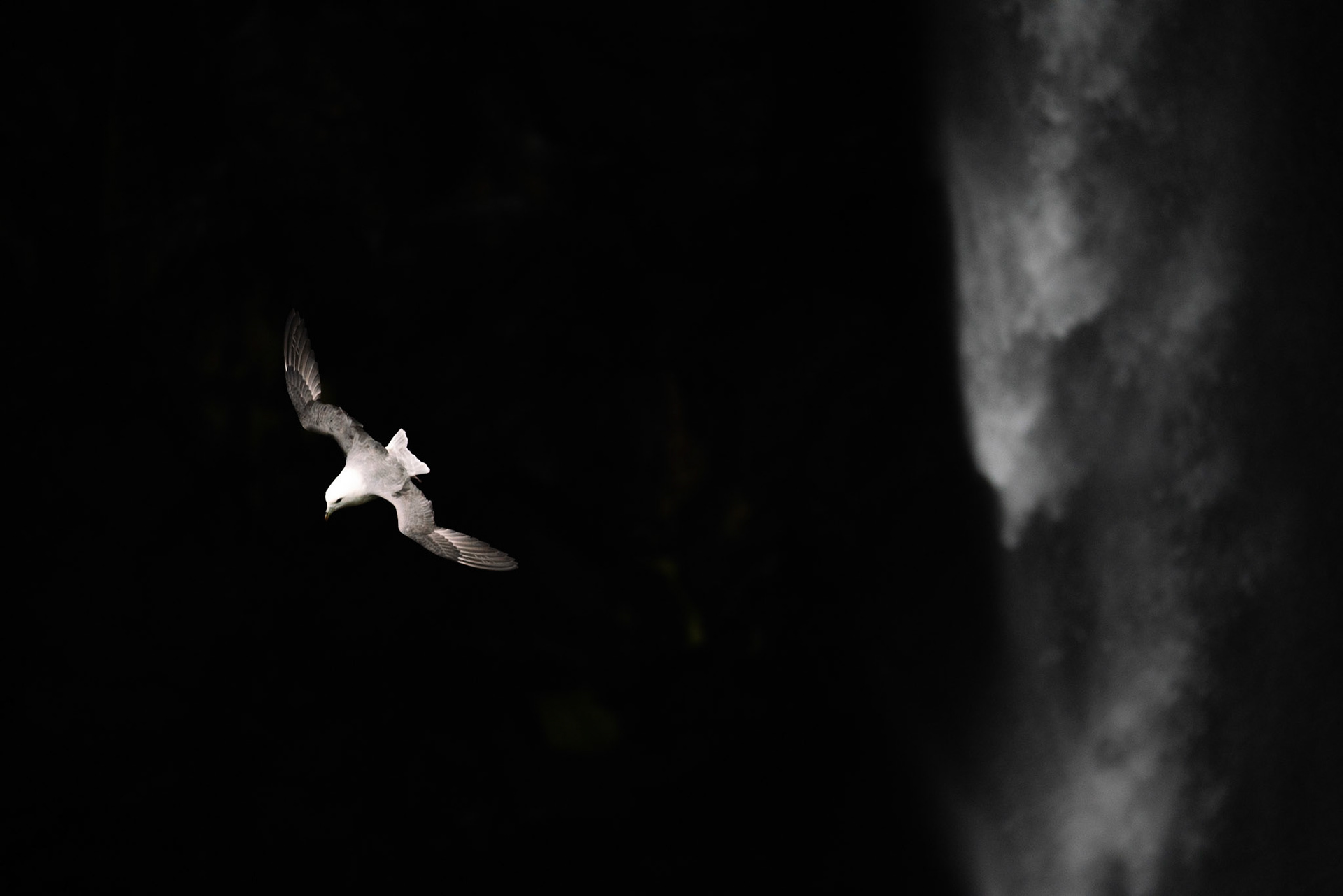 Pétrel Fulmar en Islande