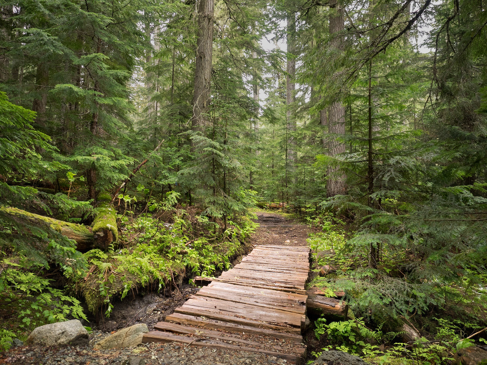 Rain Forest