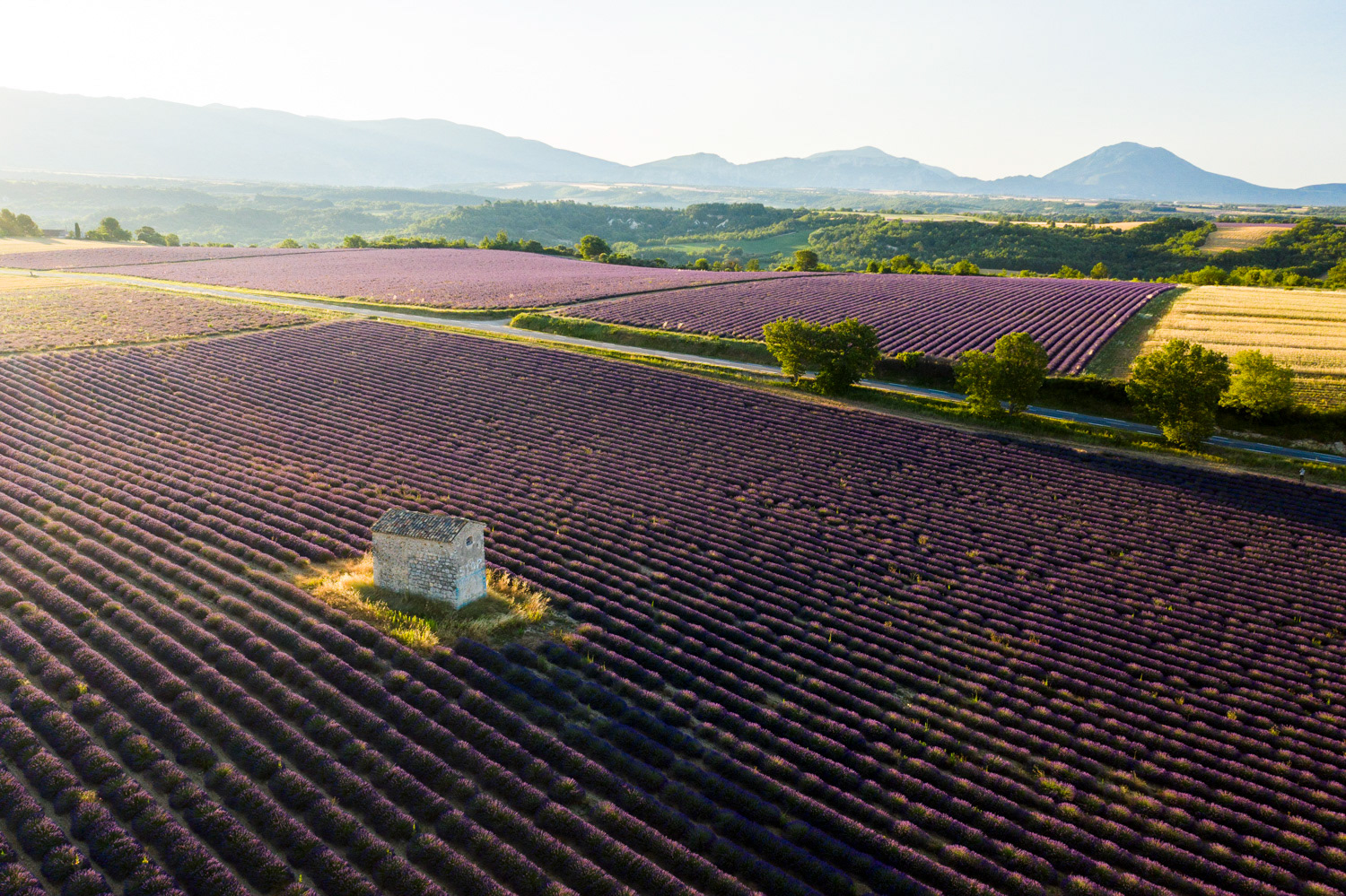 Valensole, Lavande
