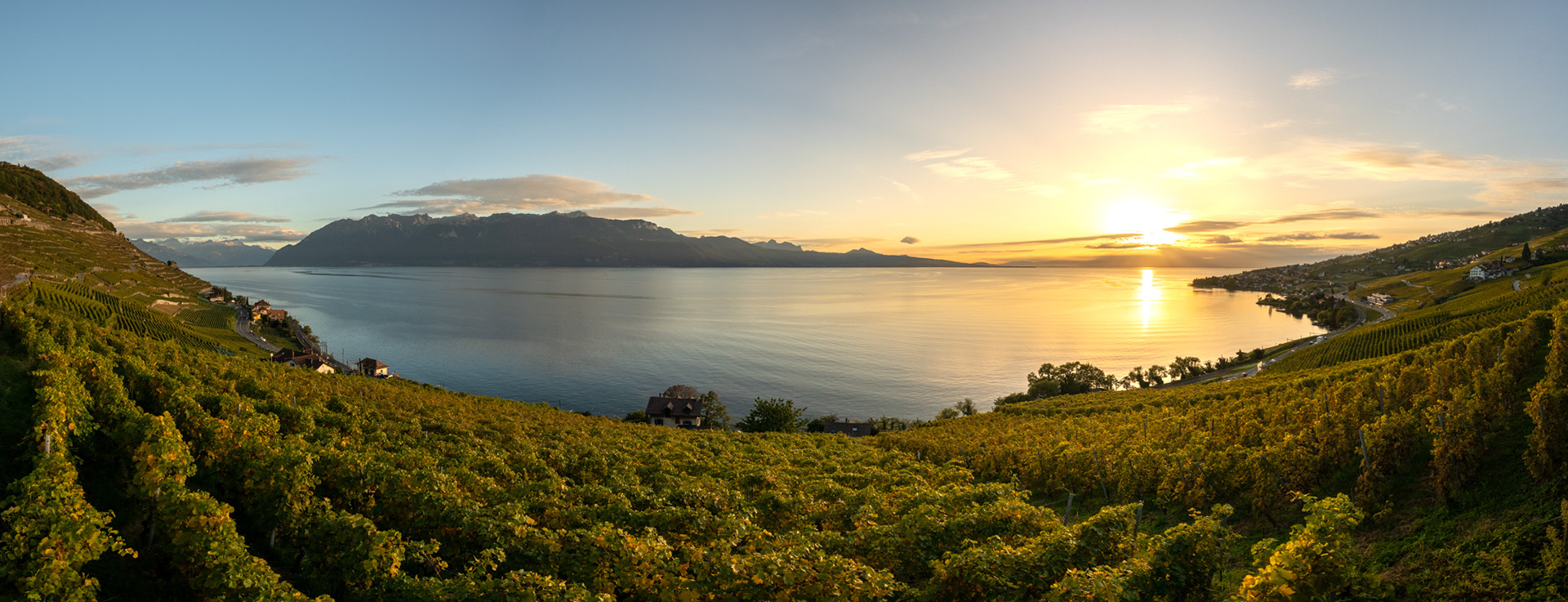 Vignes de Lavaux