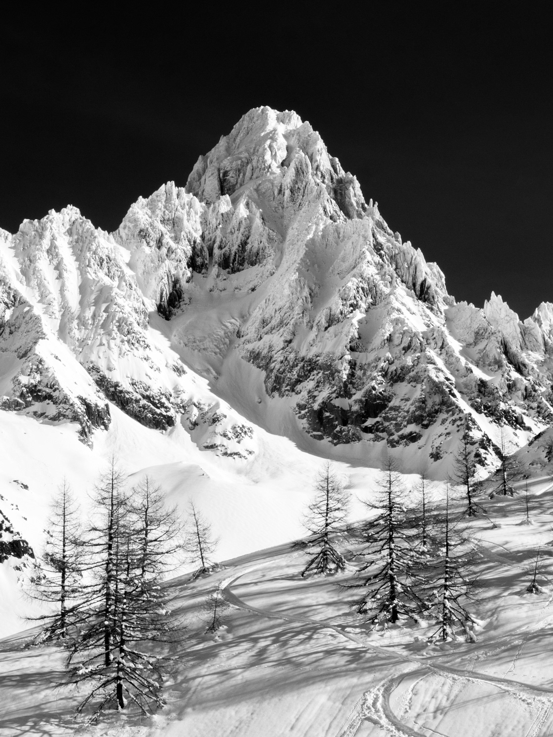 Chardonnet
