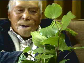 Kaumātua John Apiti talks about uses for kawakawa