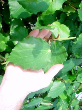 Sun shining on kawakawa leaf