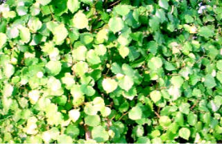 Choose leaves that are exposed to the sun