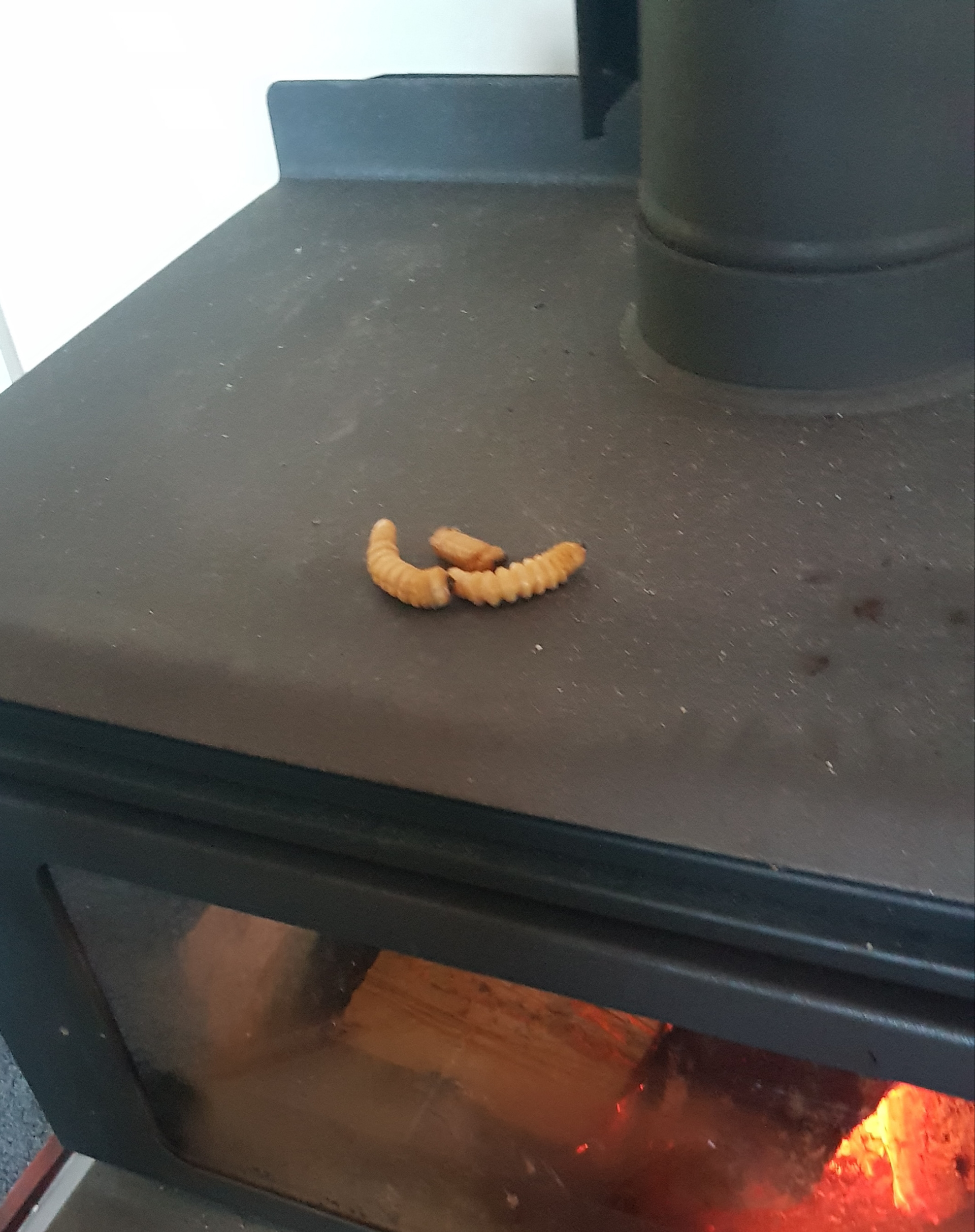 Cooking huhu grub on top of a fireplace