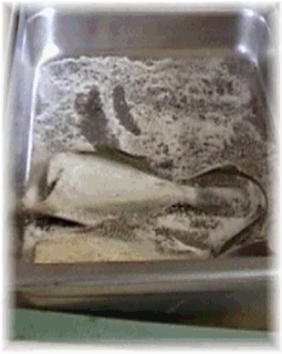 Salt the flounder
