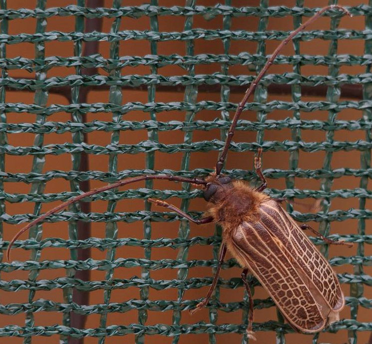 Adult huhu beetle do not eat and only survices about two weeks