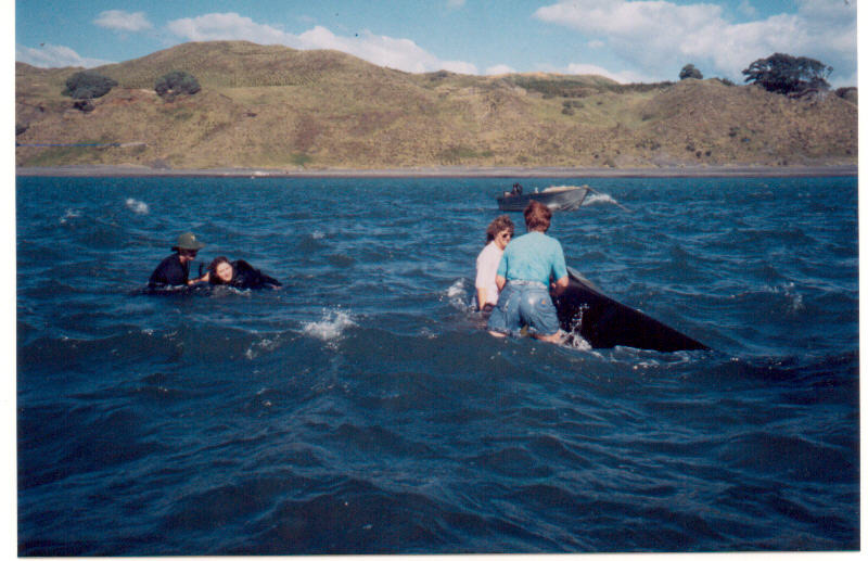 Orcas stranded and rescued in Aotea Harbour
