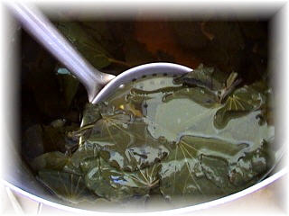 Scoop the kawakawa leaves out