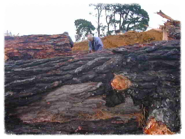 Kaumātua, John Apiti by Tawhiao's tree in Aotea