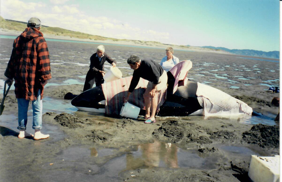 Orca whales stranded in Aotea Harbour