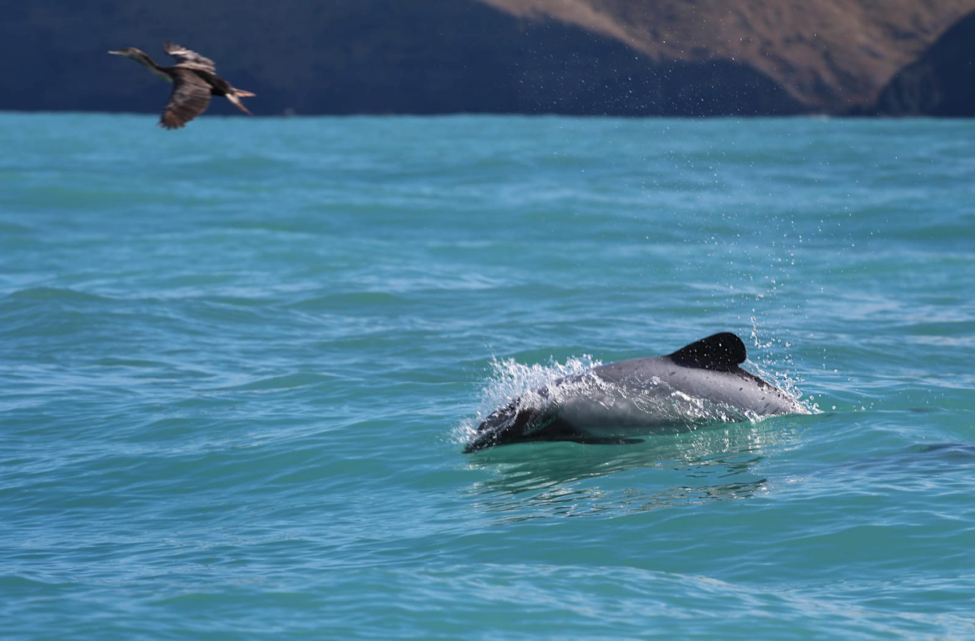 photo credit: mission-blue.org