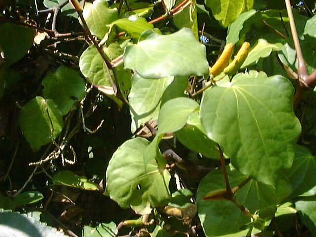 Kawakawa Leaves