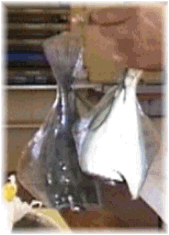 Tie two flounders on one flax