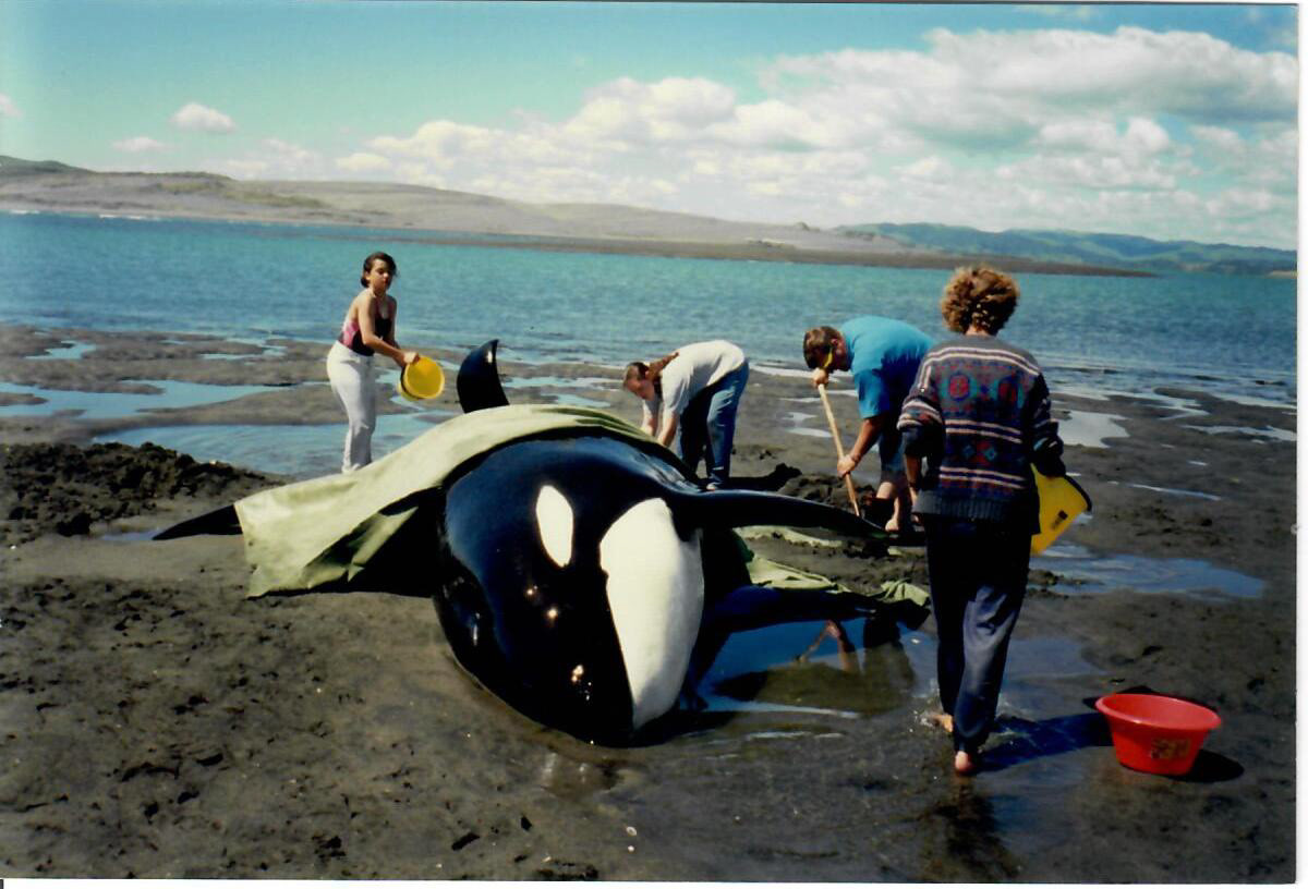 Orca whales stranded in Aotea Harbour
