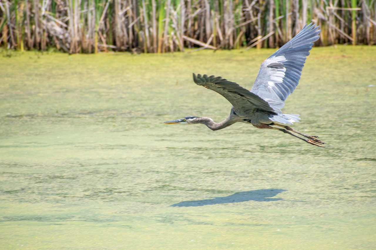 Heron's Flight, 2025, Inkjet Print