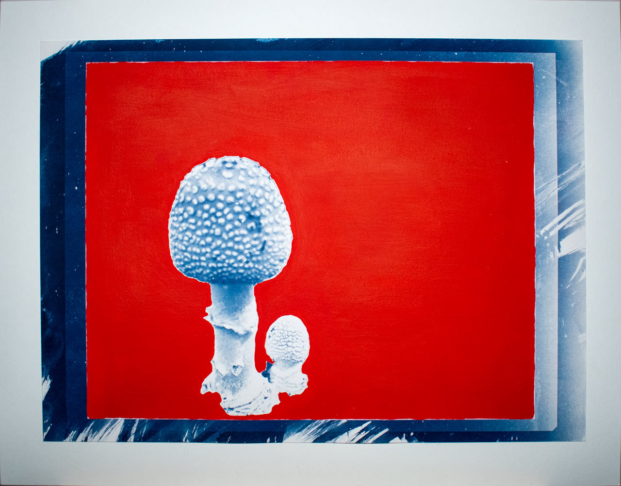 Mushrooms, 2025, Cyanotype and Acrylics on Paper